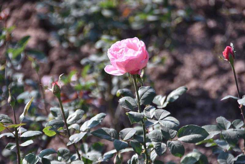 Zakir Hussain Rose Garden, Chandigarh
